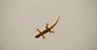 Dibawah ini bedahmimpi telah menyiapkan ulasan lengkap mengenai erek erek tokek dilengkapi kode alam, angka main, taysen serta tafsir mimpi tokek lengkap untuk anda, silahkan disimak. Mitos Kejatuhan Cicak Berarti Buruk Percaya Ringtimes Bali