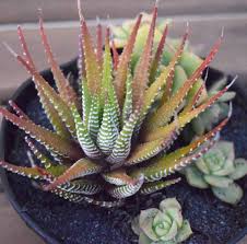 Check spelling or type a new query. Diy Succulent Dish Garden
