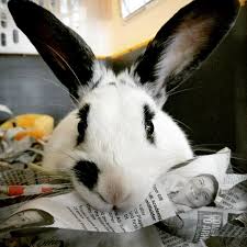 How do you set up a rabbit cage? How To Stop Rabbits From Chewing The Bunny Hutch Virginia Beach Exotic Animal Rescue