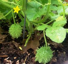 Image result for Cucumis engleri