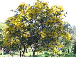 Image result for Acacia baileyana