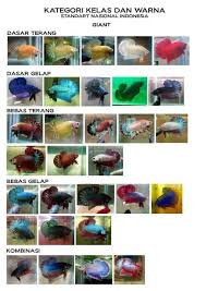 Pin Oleh Stepanus Fabrico Di Standard Cupang Ikan Cupang Ikan Hewan