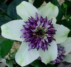 Maybe you would like to learn more about one of these? Clematis Sieboldii Taylors Clematis