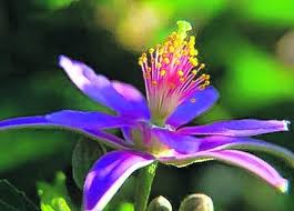 Image result for Grewia forbesii