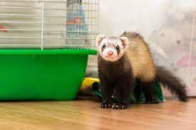Understanding Ferret Smells Are Ferrets Smelly Pets
