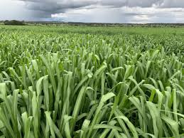 Image result for Panicum maximum