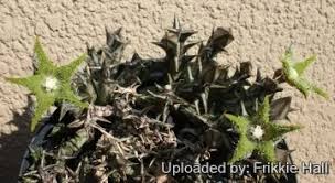 Image result for Orbea dummeri