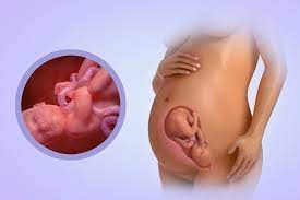 Ocho Meses De Embarazo 32 A 35 Semanas