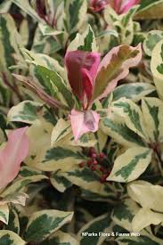 Image result for Ardisia staudtii