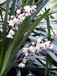 Image result for Ophiopogon