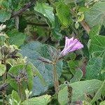 Image result for Ipomoea wightii