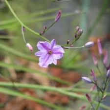 Image result for Anthericaceae