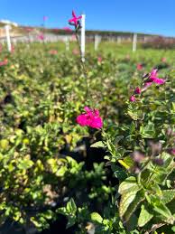 Image result for Sebaea microphylla