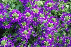 Image result for Scaevola