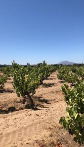 About Sandy Lane Vineyard — Post & Vine