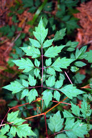 Image result for Vitaceae