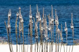 Image result for Drimia sanguinea