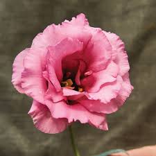 Image result for eustoma Balboa