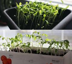 Gardeners who live in a home with a small yard or a rental with limited planting space can use window boxes to grow their own vegetables. Growing Vegetables In The Window Box A Full Guide Gardening Tips