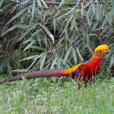 Maybe you would like to learn more about one of these? Telur Ayam Hias Golden Pheasant Shopee Indonesia