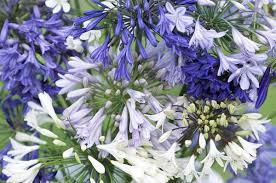 San Diego Community News Group From My Garden Agapanthus Flowers Are A Sign Summer Is Here