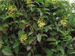 Image result for Tristellateia africana