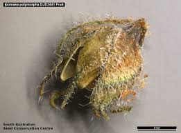 Image result for Ipomoea polymorpha