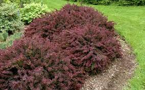 Image result for Berberis