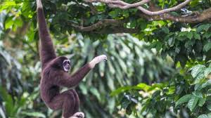 Image result for Hylebates