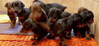 There are many other places to find services, puppies, and rescues through the internet. The Journey To Find Our Doberman Pinscher Atlas Den