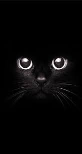 60 Amazing Animal Iphone Wallpaper Free To Download Godfather Style Cat Photography Beautiful Cats Animals