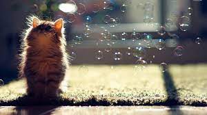 Enjoy Everything And Every Moment In Your Life Kitten Wallpaper Cute Fluffy Kittens Fluffy Kittens