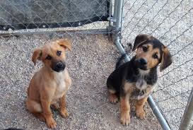 We did not find results for: Lab Shepherd Mix Puppy