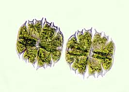 Image result for Micractis