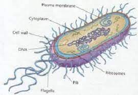 Perbedaan Antara Archaebacteria Dengan Eubacteria Archaebacteria Dan Eubacteria Ppt Procariota Celulas Imagenes