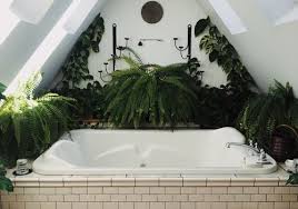 Boston fern (nephrolepis exaltata 'bostoniensis'), also called sword fern, is a very popular houseplant with beautiful arching fronds. 9 Ferns To Grow Indoors