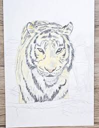 Tier Abc T Wie Tiger Tiger Zeichnen Und Malen Lernen