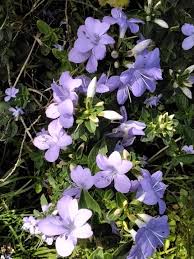 Image result for Barleria setosa