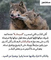 mostkshfoon مستكشفون on instagram تابعنا ليصلك أغرب الصور و المعلومات للمزيد تابعنا mostkshfoon للمزيد تابعنا mostkshfoon للمزيد تابعنا mostkshfoon