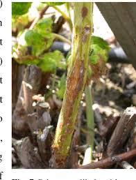Image result for Raspberry spur blight