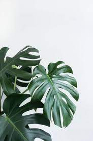 Monastera | plant | nutrition stripped #nutritionstripped. Monastera Plant Nutrition Stripped Nutritionstripped Plant Wallpaper Plants Plant Aesthetic
