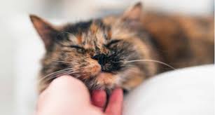 There is some new evidence that the vibration of a cats purrs: Does A Cat S Purr Have Healing Powers