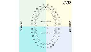 Numeracion De Los Dientes Que Numero Corresponde A Cada Pieza Dental