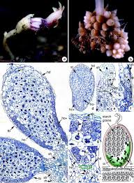 Image result for Afrothismia zambesiaca
