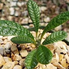 Image result for Dorstenia buchananii