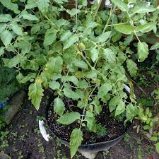 Tomato plants in the early stages of growth. Solanum Lycopersicum Juliet Roma Grape Tomato Juliet Roma In Gardentags Plant Encyclopedia