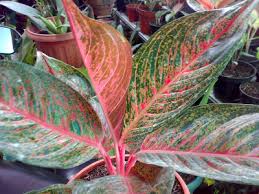 Berikut ini beberapa tanaman hias yang sedang populer. 7 Tumbuhan Paling Mahal Di Dunia Beserta Gambarnya Dosenbiologi Com