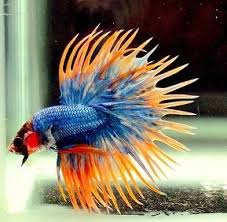 Cara Pembenihan Budidaya Ikan Cupang Fish Pet Beta Fish Pets