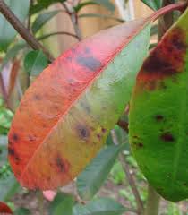 Black spot leaf disease is a physiological plant disorder that affects some grape varieties such as concord. Photinia Leaf Spot How To Deal With Black Spots On Red Leaf Photinia