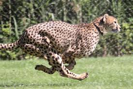 「チーター」の画像検索結果